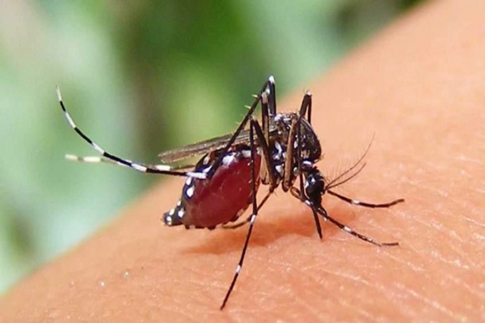 ডেঙ্গুতে প্রাণ গেল ৬ জনের