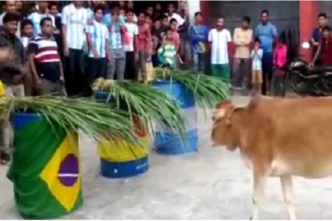 গরুর ভবিষ্যৎ বাণী, এবার বিশ্বকাপ জিতবে যে দল!