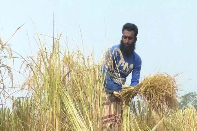 ধানের বাম্পার ফলন, দাম নিয়ে দুশ্চিন্তায় কৃষক