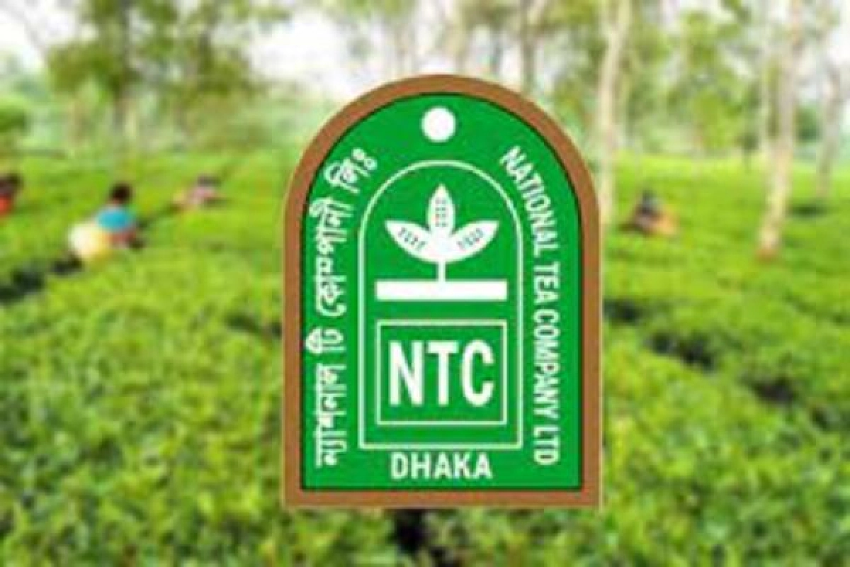 বৃহস্পতিবার দর পতনের নেতৃত্বে ন্যাশনাল টি কোম্পানি