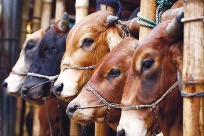রাজধানীর যেসব স্থানে বসবে কোরবানির পশুর হাট
