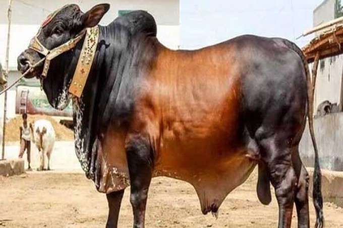 যেভাবে চিনবেন কৃত্রিম উপায়ে মোটাতাজা করা পশু