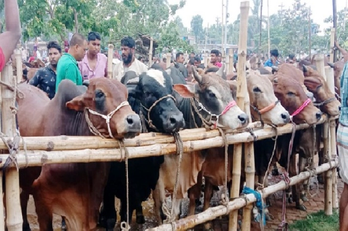 ঈদুল আজহায় ৬০ হাজার কোটি টাকার পশু বিক্রি