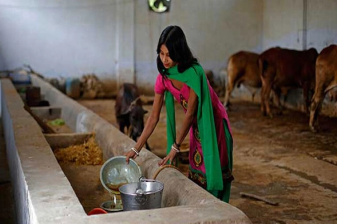 গোমূত্রে তৈরি হবে শ্যাম্পু!