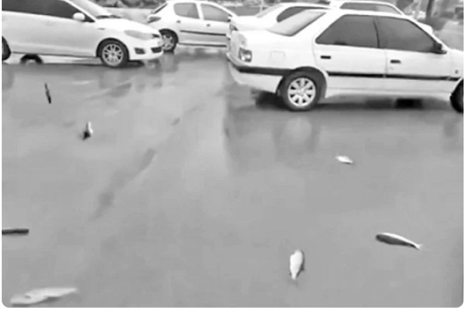 ইরানে আকাশ থেকে মাছ পড়ছে